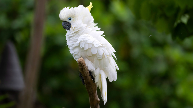 Wild Life