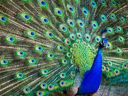 peacock